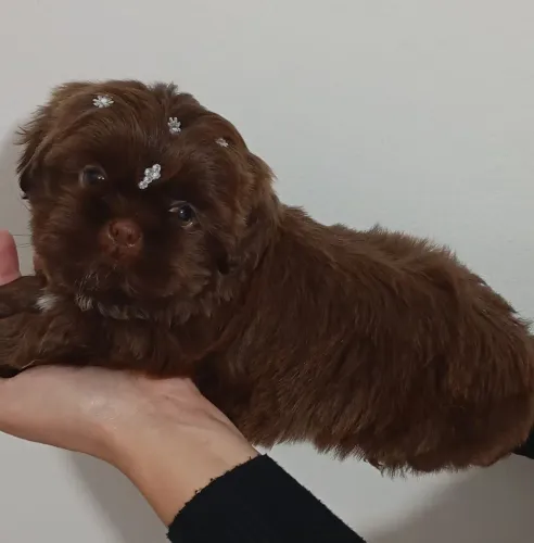 Fêmea de shihtzu