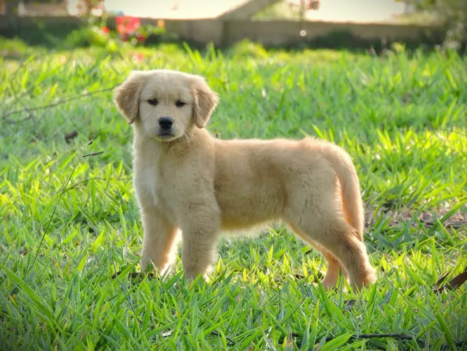 Golden macho e fêmea