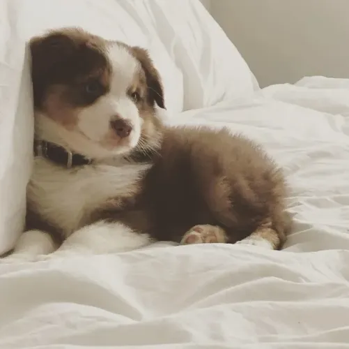 Border collie para novo lar 