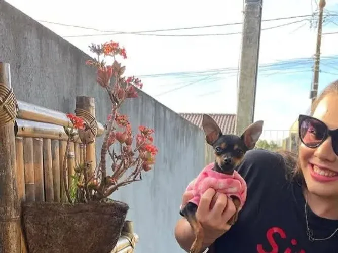 Filhotes de pinscher n0 vendo