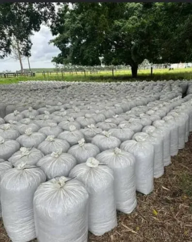 Vendo saco de casca de laranja Itabaiana-se