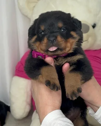 Rottweiler - Cachorrinho Disponível Para Quem Quer Fazer Uma Boa Escolha
