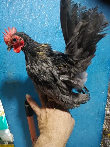 Serama
