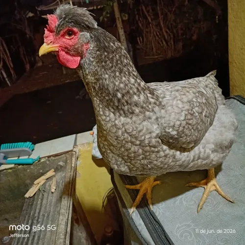 Galinha sertaneja balão (GSB)