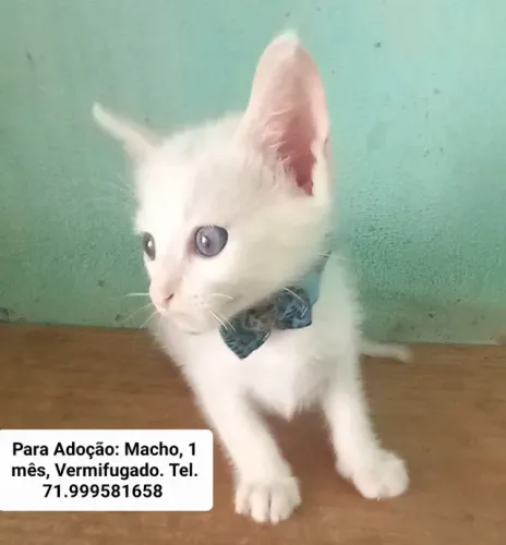 Gato Para Adoção. 