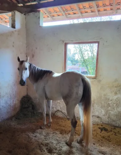 Cavalo quarto de milha