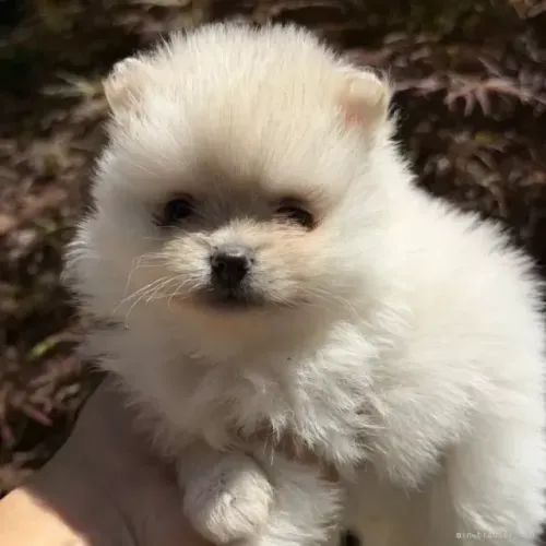 Cachorro filhote alegre e atento Spitz Alemão/ Lulu da Pomerânia/ anão/ anãozinho