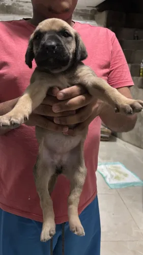 Fila brasileiro 