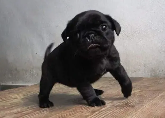 Pug - Vacina V10 Importada: Prevenção para uma Vida Mais Saudável