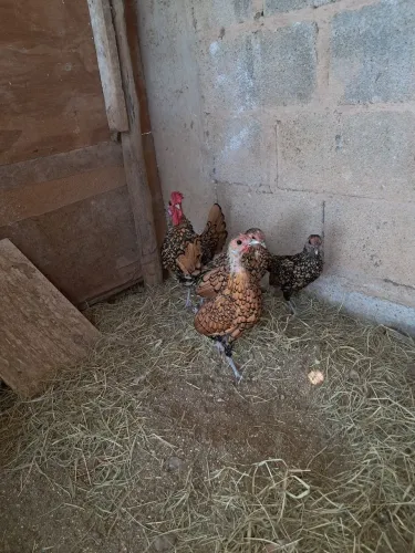 Galinha sebrayte dourado