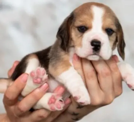 Beagle Mini Filhotes Marcação Tricolor Linda. 