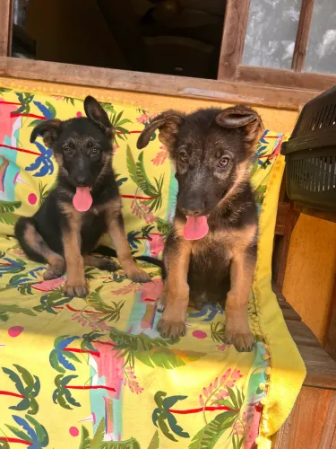 Pastor alemão 3 meses para guarda pedigree opcional 