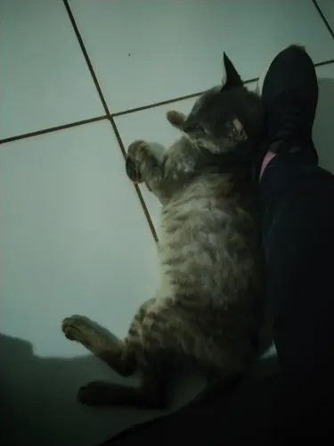 Lindo gato para adoção 
