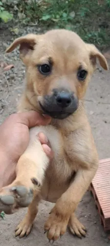 Estou doando duas cadelas, raça de chow chow com rottweiler.