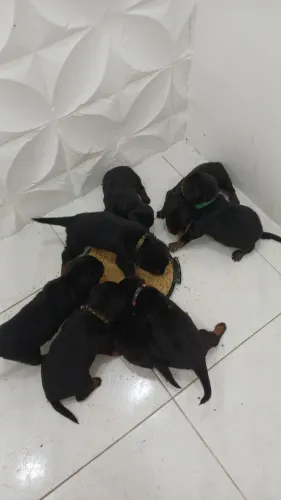 Cachorro rottweiler fêmea 