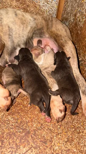 VENDE-SE FILHOTES DE PITBULL 