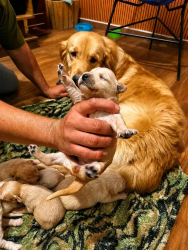 Filhotes de Golden 