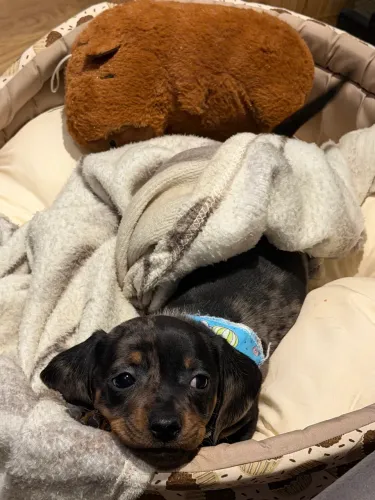 Dachshnud Macho Arlequim(Mofado)
