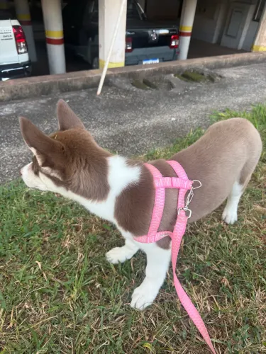 HUSKY SIBERIANO FÊMEA