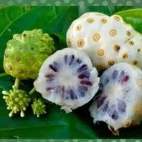 Noni (Morinda citrifolia) - vendo mudas