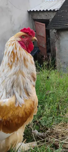 Vendo galo Brahma lemon