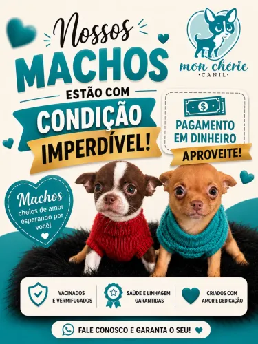 Chihuahuas machos OPORTUNIDADE!!!