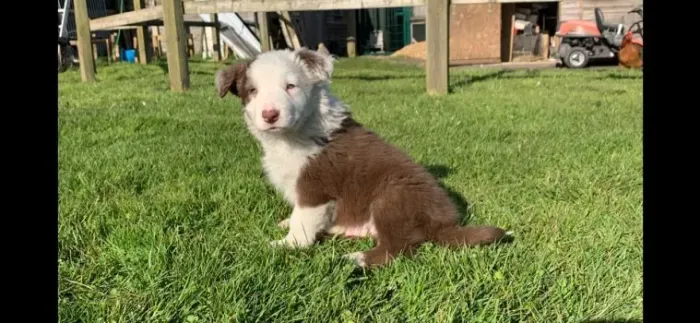 Bebezinho Border Collie companheiro leal com saúde e procedência