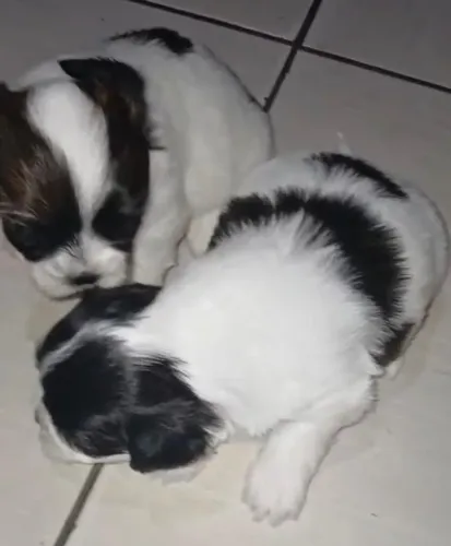 Shih tzu saudavel e vacinado