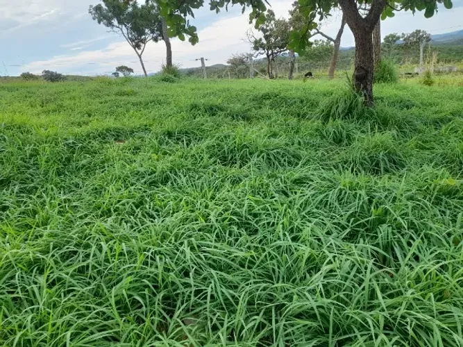 Fazenda com Água Abundante em Cocalzinho-GO | 30 Alq | Curral e Casa
