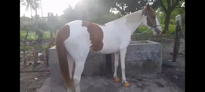 Potra Paint horse