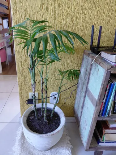 Vaso de planta