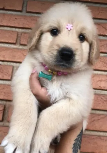 Golden Retriever ¿ filhotes perfeitos , e belos ¿ nós levamos para você 