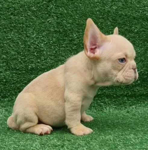 Filhote de Bulldog Francês macho.