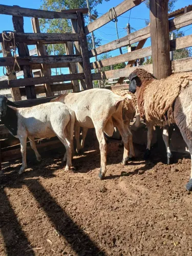 Vendo lote com 5 Carneiros