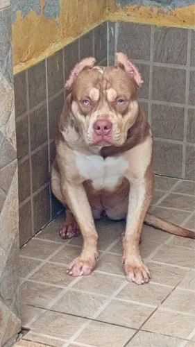 Pit Monster c/ Pedigree