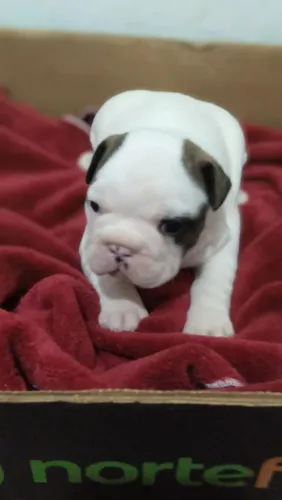 Bulldog francês macho