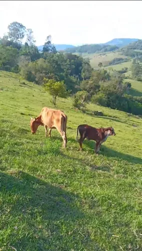 Vendo vaca com terneiro  de 3 meses 
