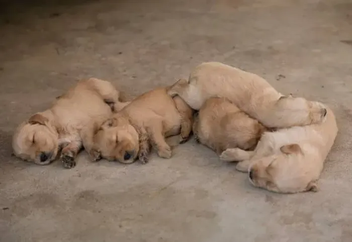 ? Golden Retriever Disponível | Filhotes Encantadores