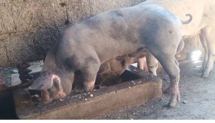 Barrão pietran p.o Matriz pietran com duroc