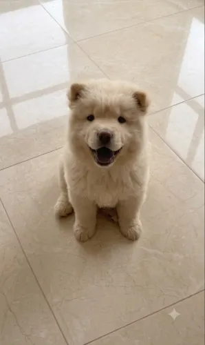 Chow chow macho