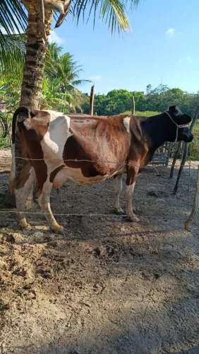 Vaca leiteira com bezerro