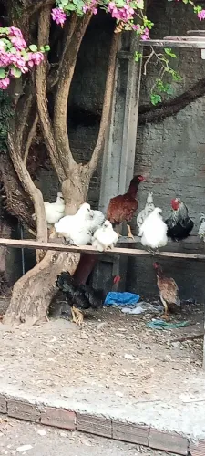 Galinhas diversas 