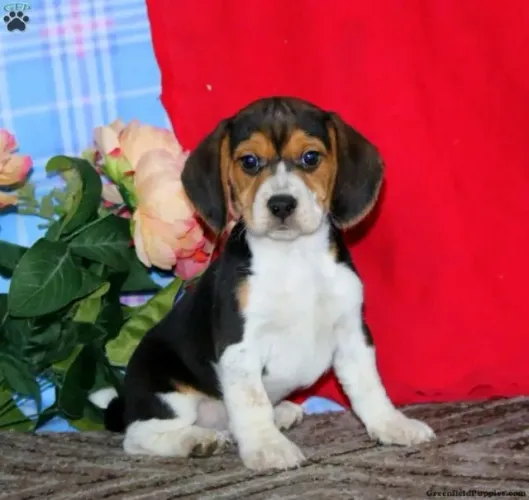 Lindos cães filhotes prontos para você