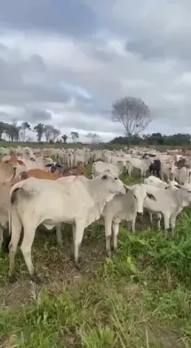 Lote selecionado de 170 Bezerros Nelore, R$18,00/kg