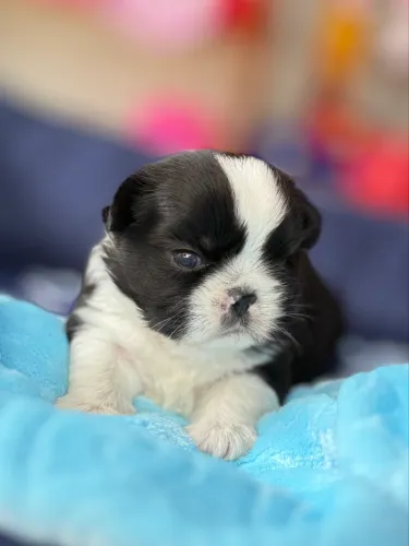 Shihtzu macho e fêmea! Pais com pedigree, 12x no cartão! Entrego na sua cidade