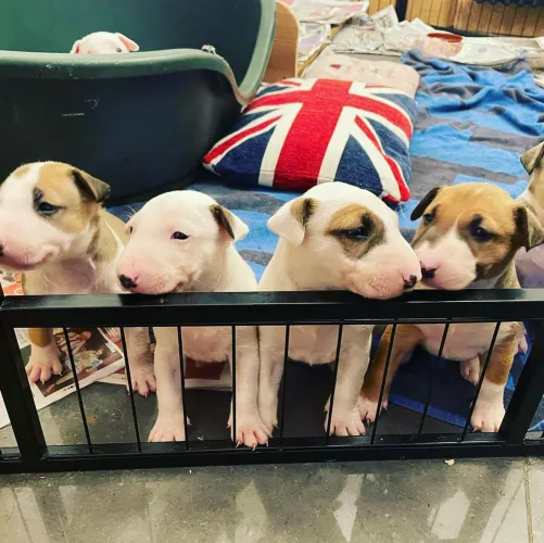 Leve seu filhote hoje mesmo | Bull Terrier
