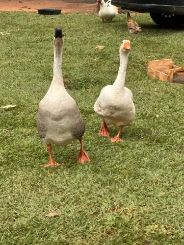 Vendo ganso