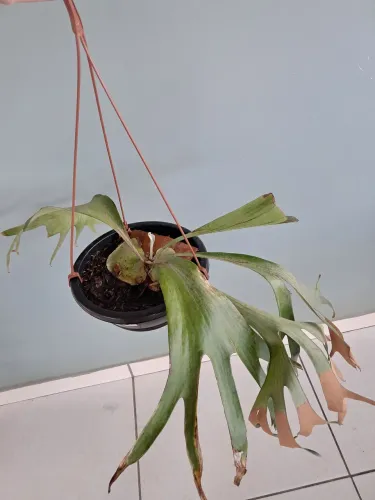 Planta