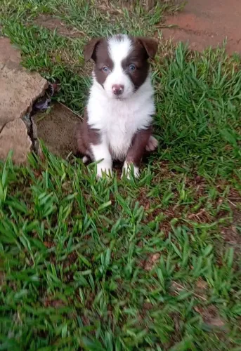 Filhotes border collie