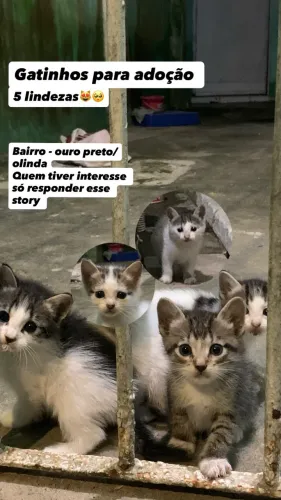 Gatinhos para adoção resposavel